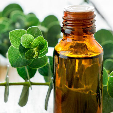 Omrub Eucalyptus Dives Leaf/Twig Oil (Peppermint Eucalyptus)