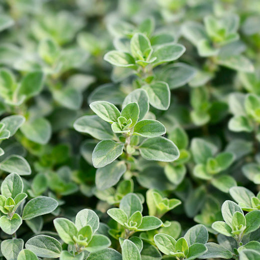 Omrub Origanum Majorana Branch/Leaf Oil