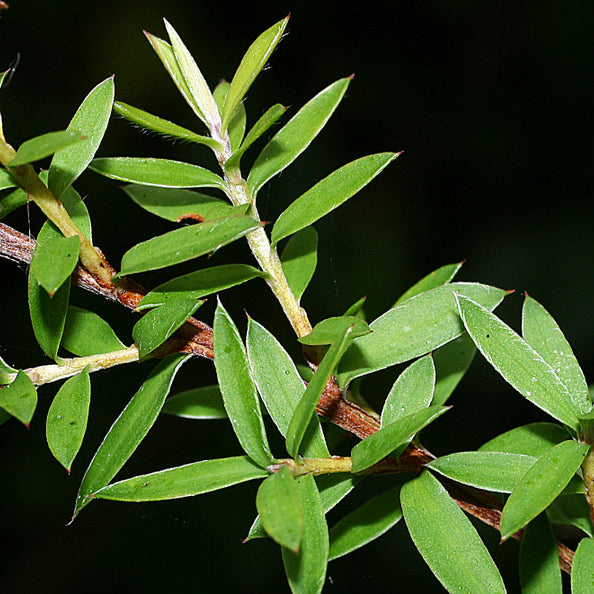 Omrub Leptospermum Scoparium (Manuka) Branch/Leaf Oil 