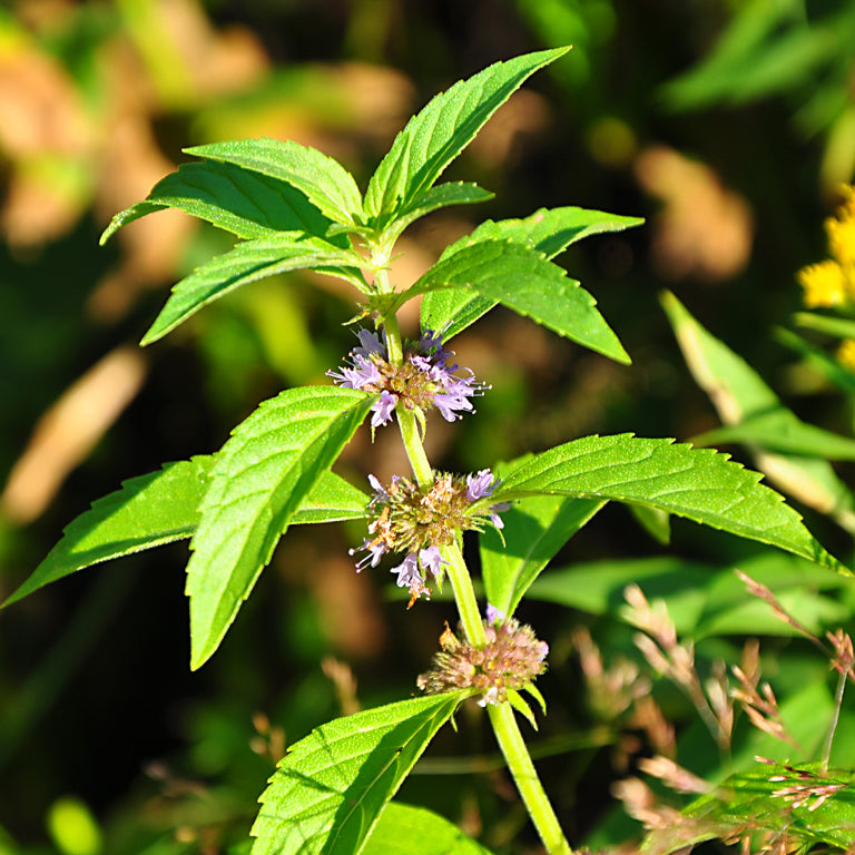 Omrub Mentha Arvensis (Menthol) Leaf Oil