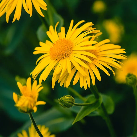 Omrub Arnica Montana Flower Extract