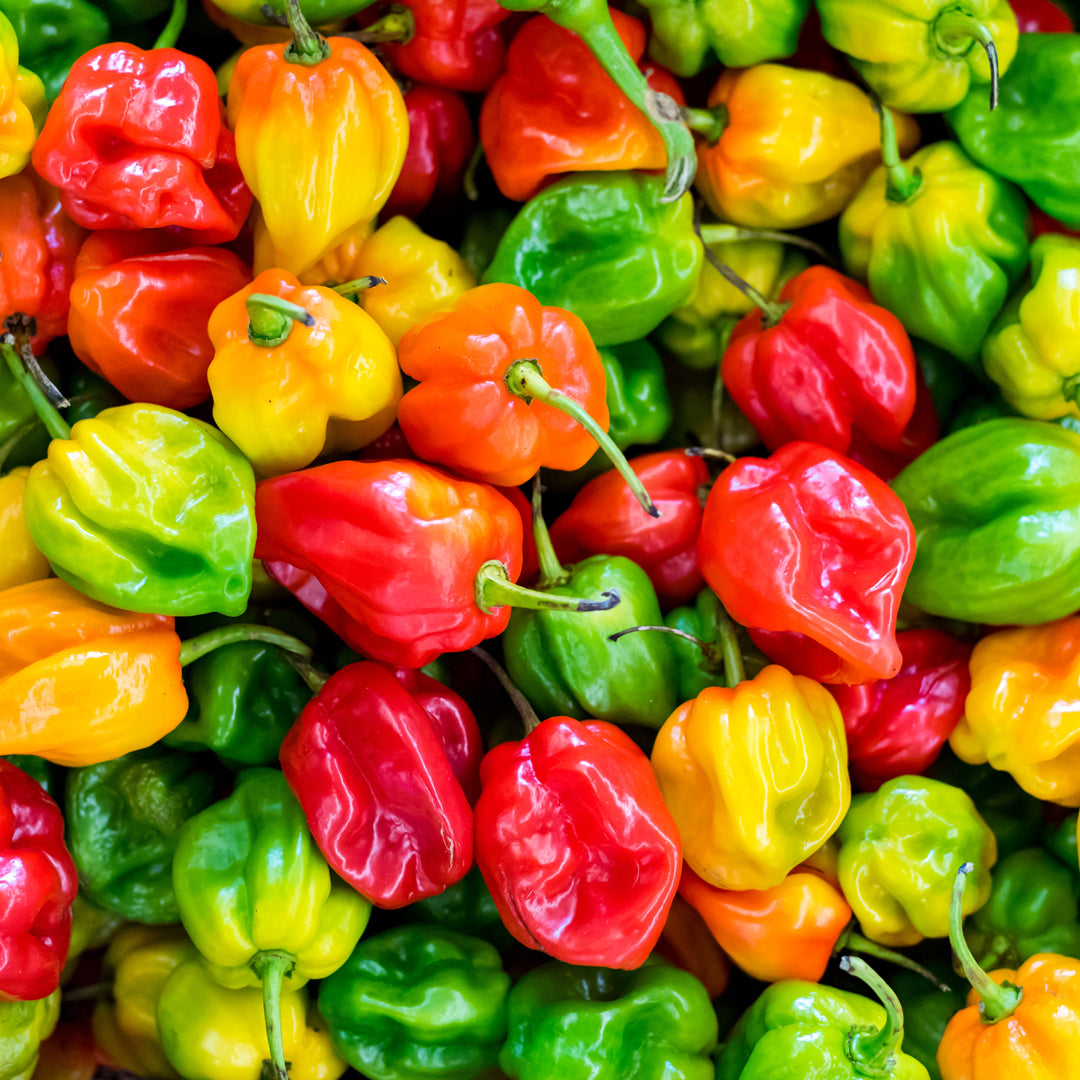 Omrub Capsicum Frutescens Resin