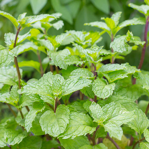 Omrub Mentha Piperita (Peppermint) Oil