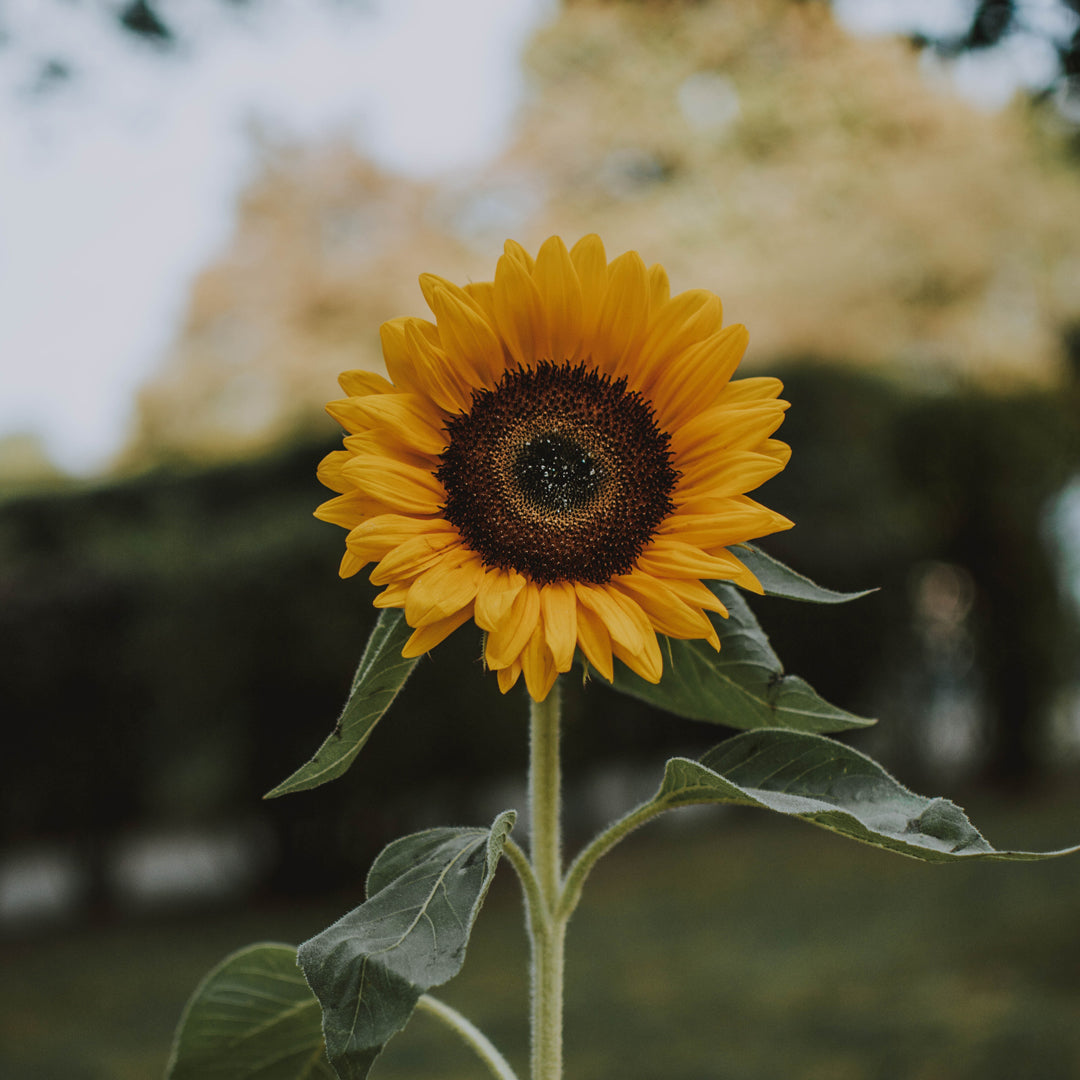 Omrub Helianthus Annuus Sunflower seed oil